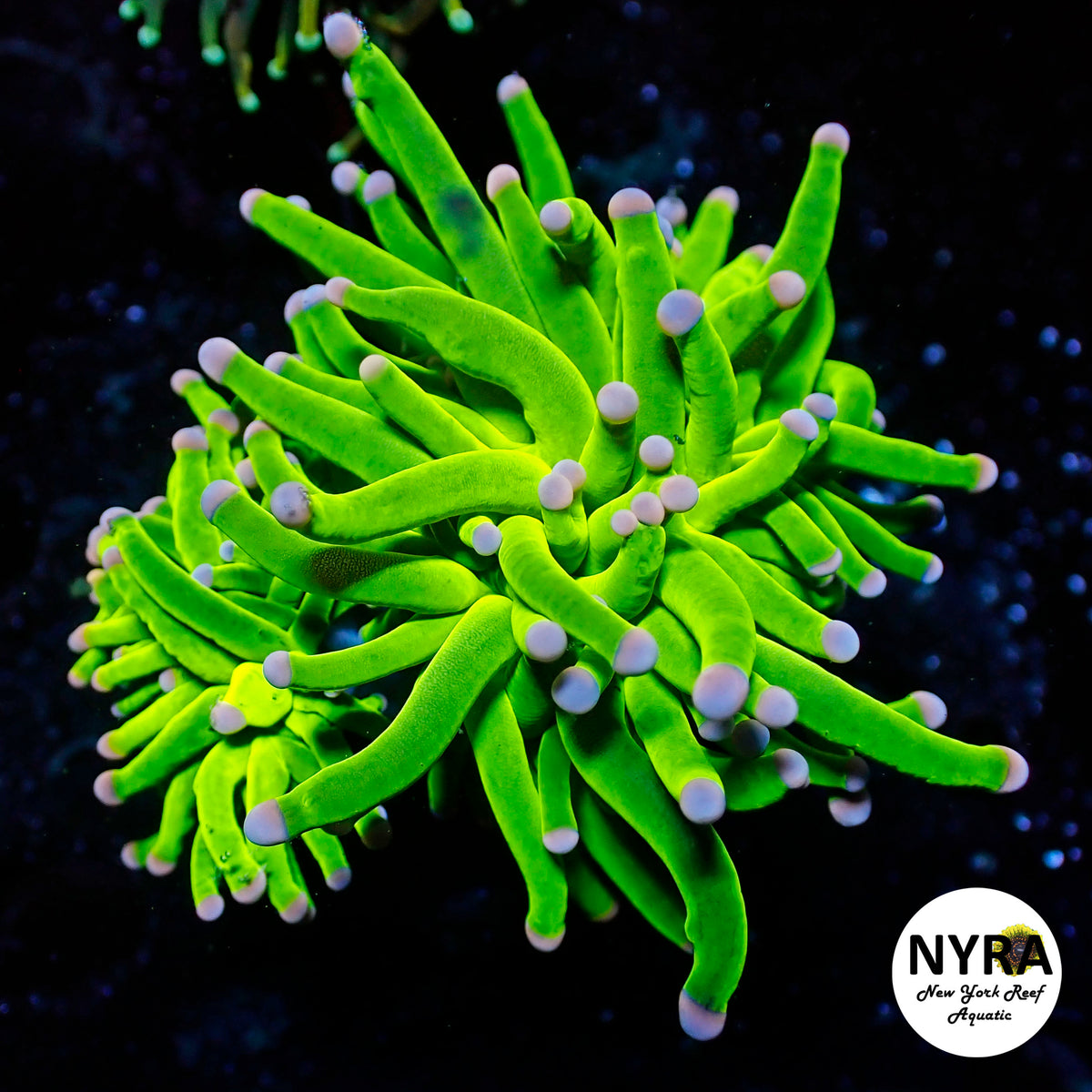 NYRA Malaysian Pink Candy Torch