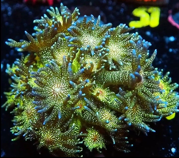NYRA Glitter Bomb Goniopora