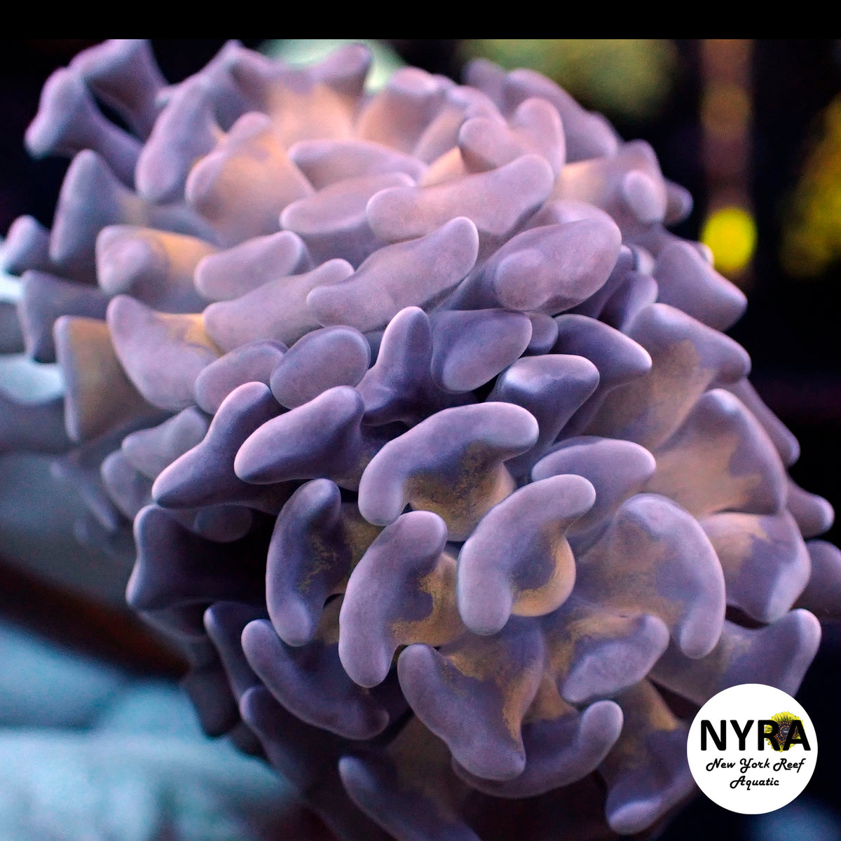 R21A3 NYRA Pink BiColor Hammer 2 Head