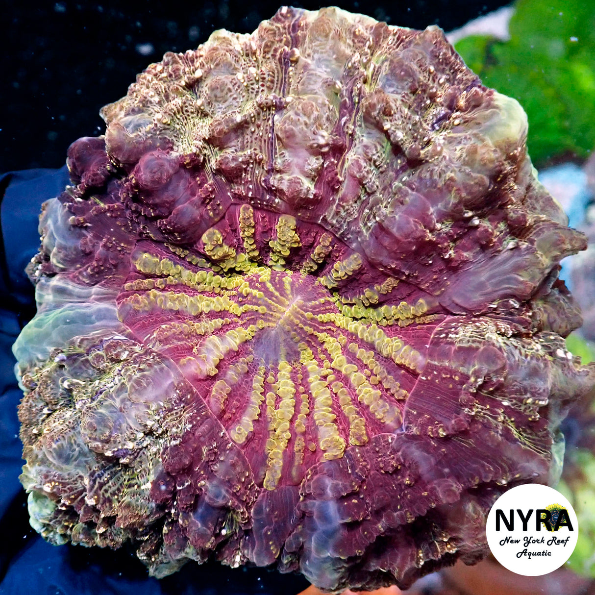 NYRA Supreme Hotness Acantho Meat Coral