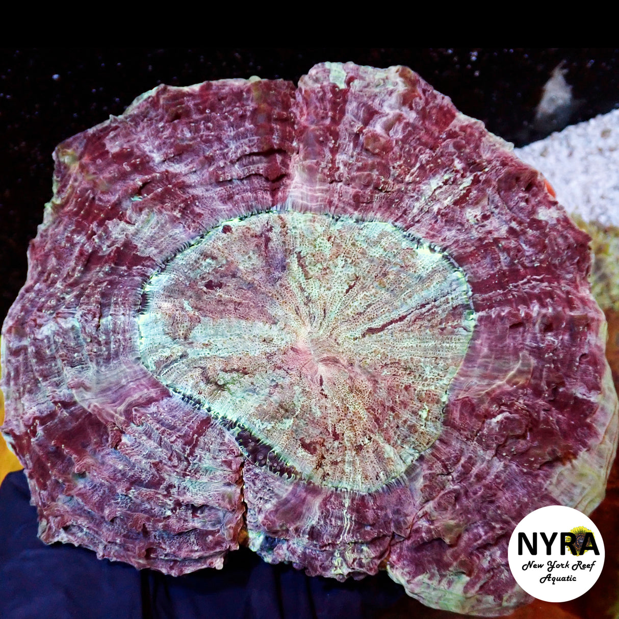 NYRA Royal Crown Acantho Meat Coral
