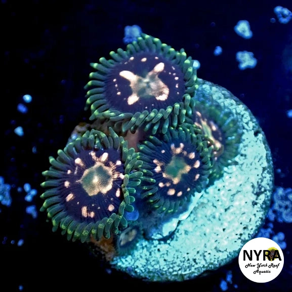 Delirium Asylum Zoanthid