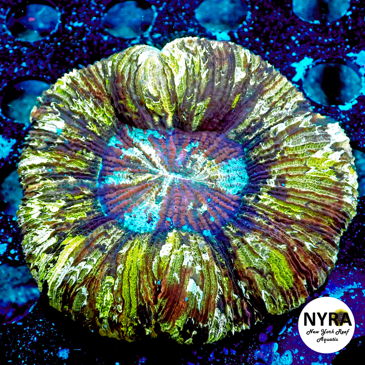 WYSIWYG Dirty Martini Trachyphillia 3in R37D1