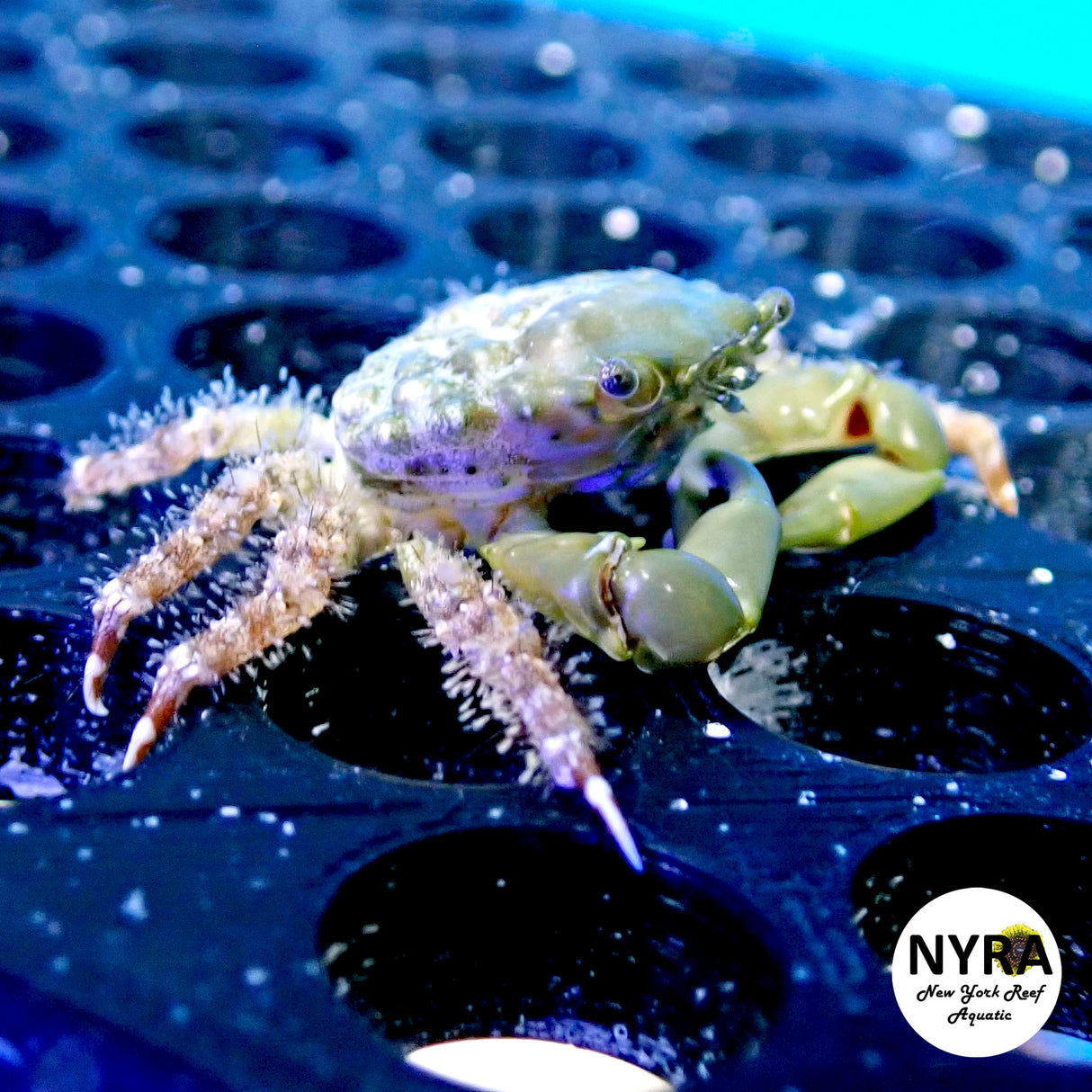 Emerald Crab