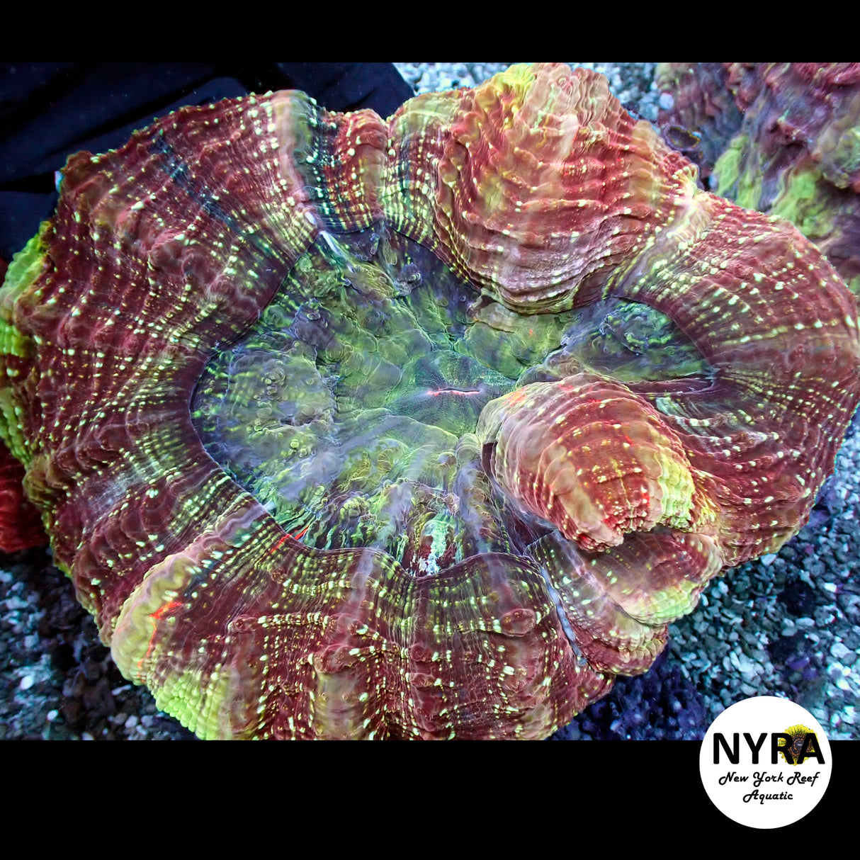 NYRA DragonHeart Acantho Meat Coral FSHBA1