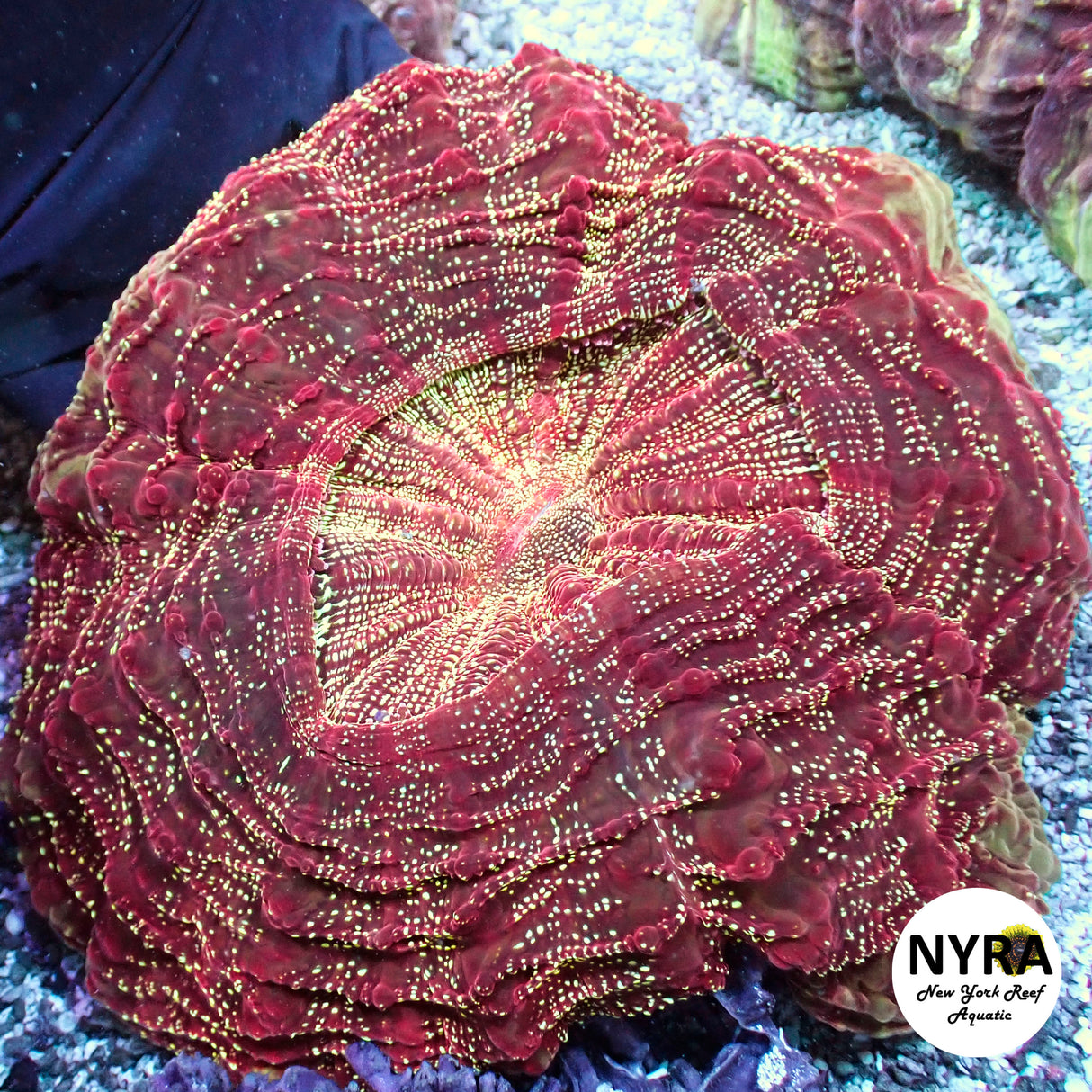 NYRA Starfield Acantho Meat Coral FSHBA2