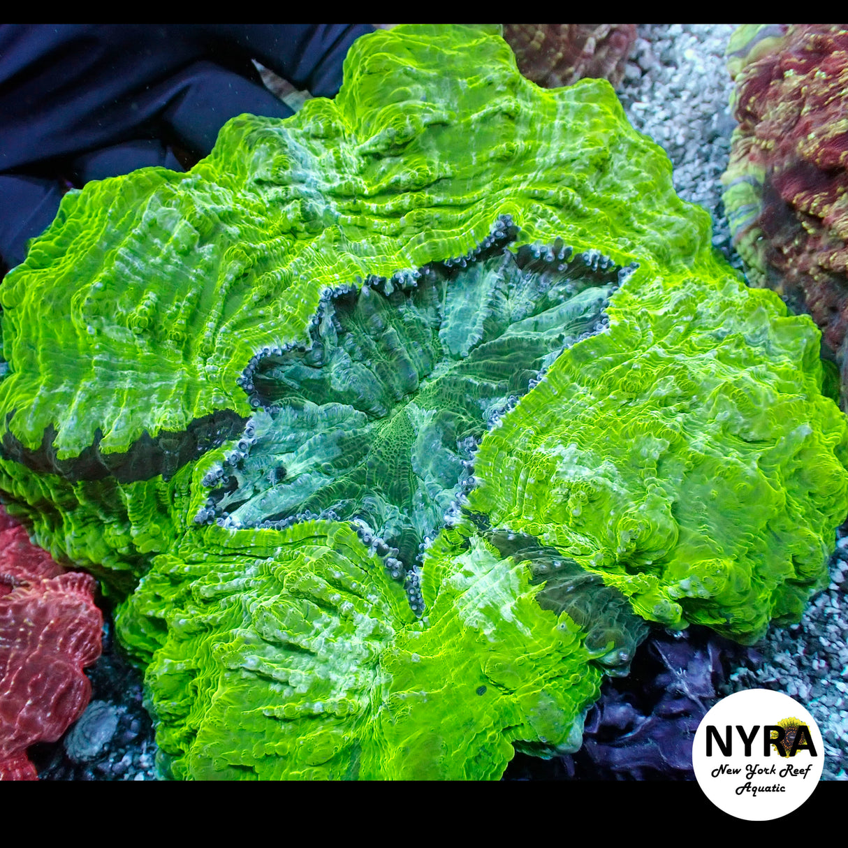 NYRA Nuclear Meltdown Acantho Meat Coral FSHBB2