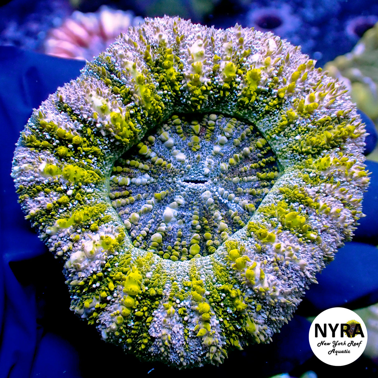 NYRA Polar Vortex Scoly FSHBB4