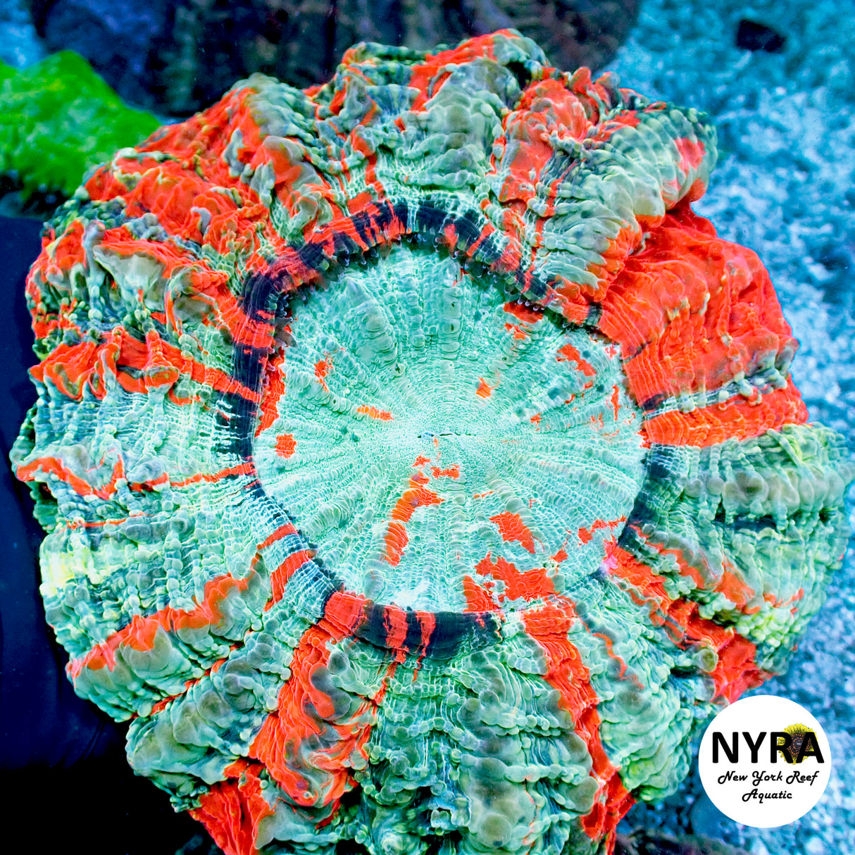 NYRA Frostflame Acantho Meat Coral FSHBC1