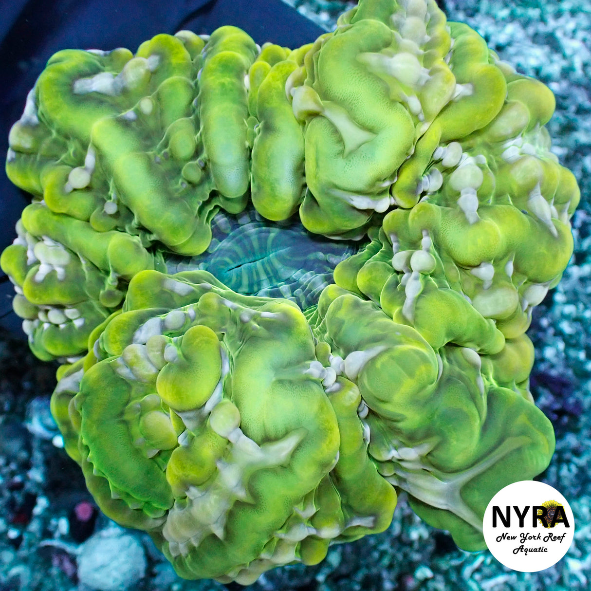 NYRA AlienBrain Cynarina FSHBC4