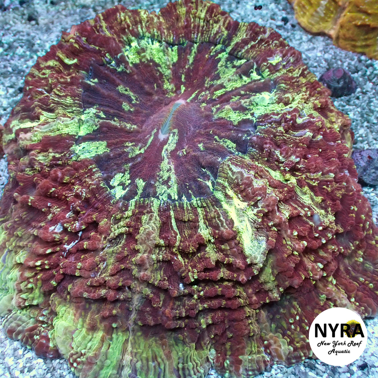 NYRA Thunder Rift Acantho Meat Coral FSHBD2