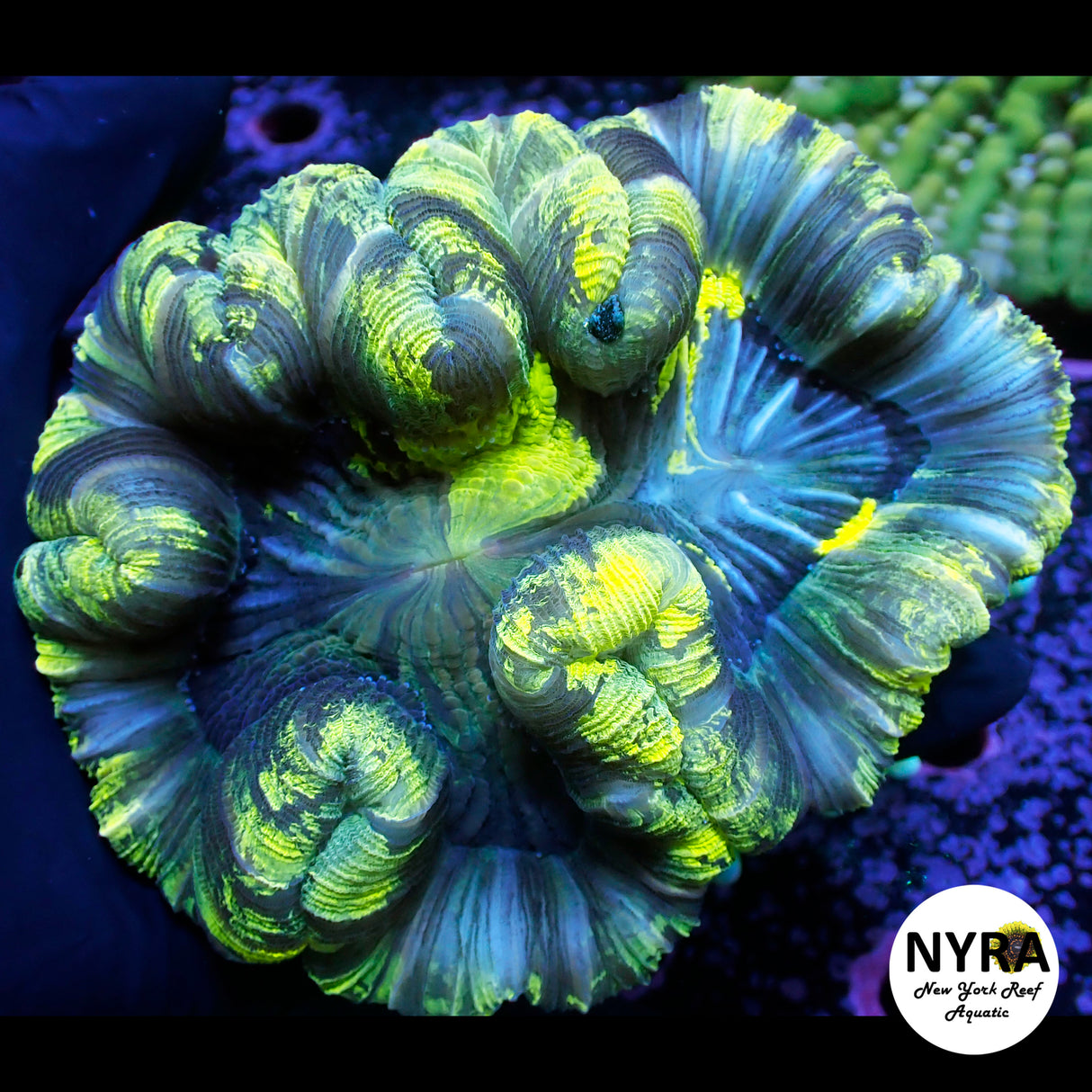 NYRA Kryptonite Trachy FSHBD3