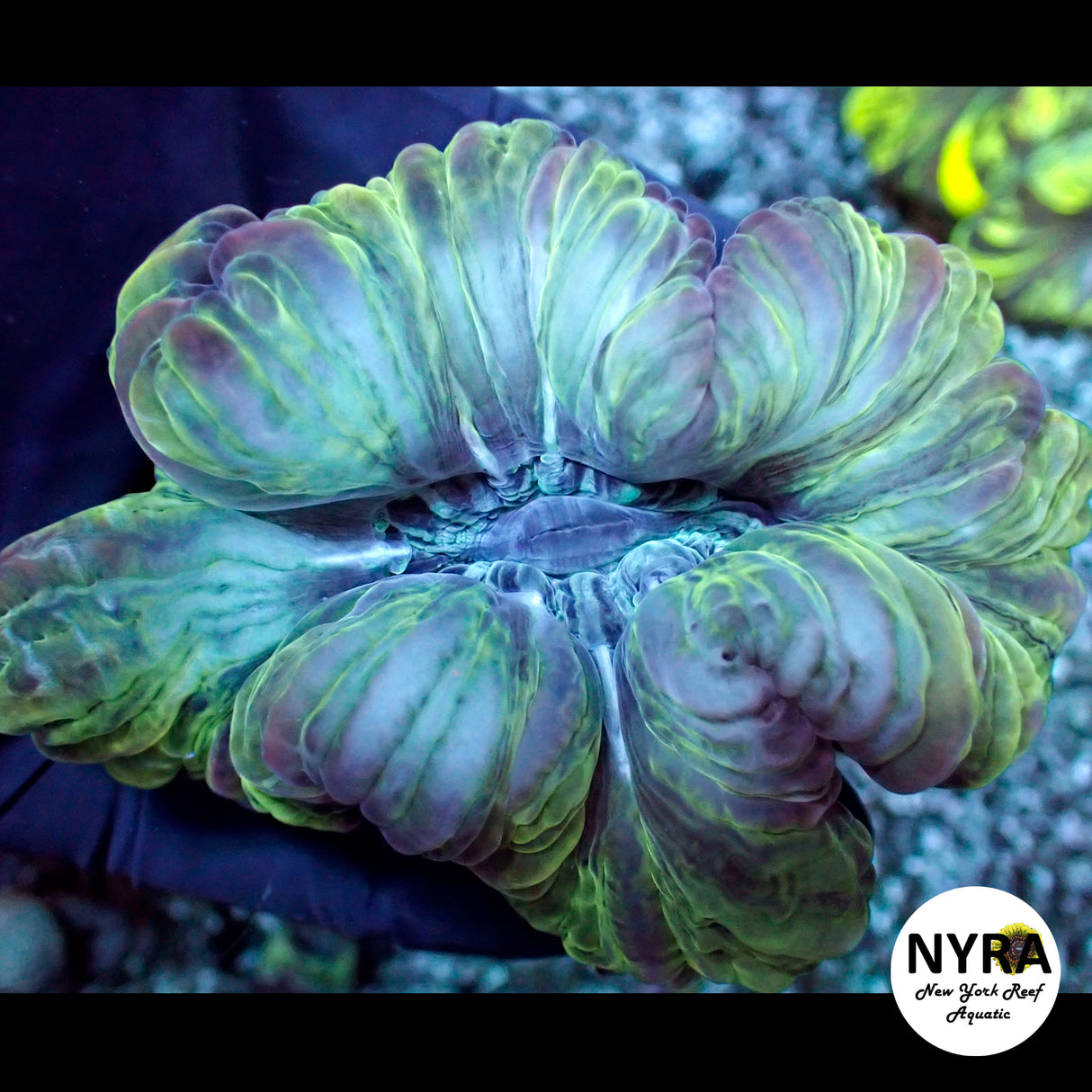 NYRA Moonstone Cynarina FSHBD4