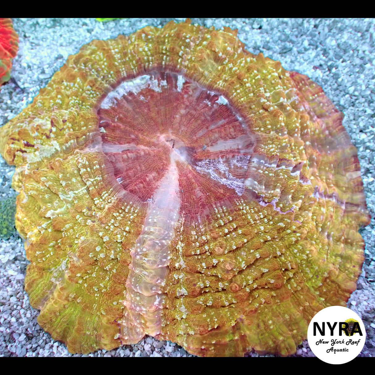 NYRA Ember Crown Acantho Meat Coral FSHBE1