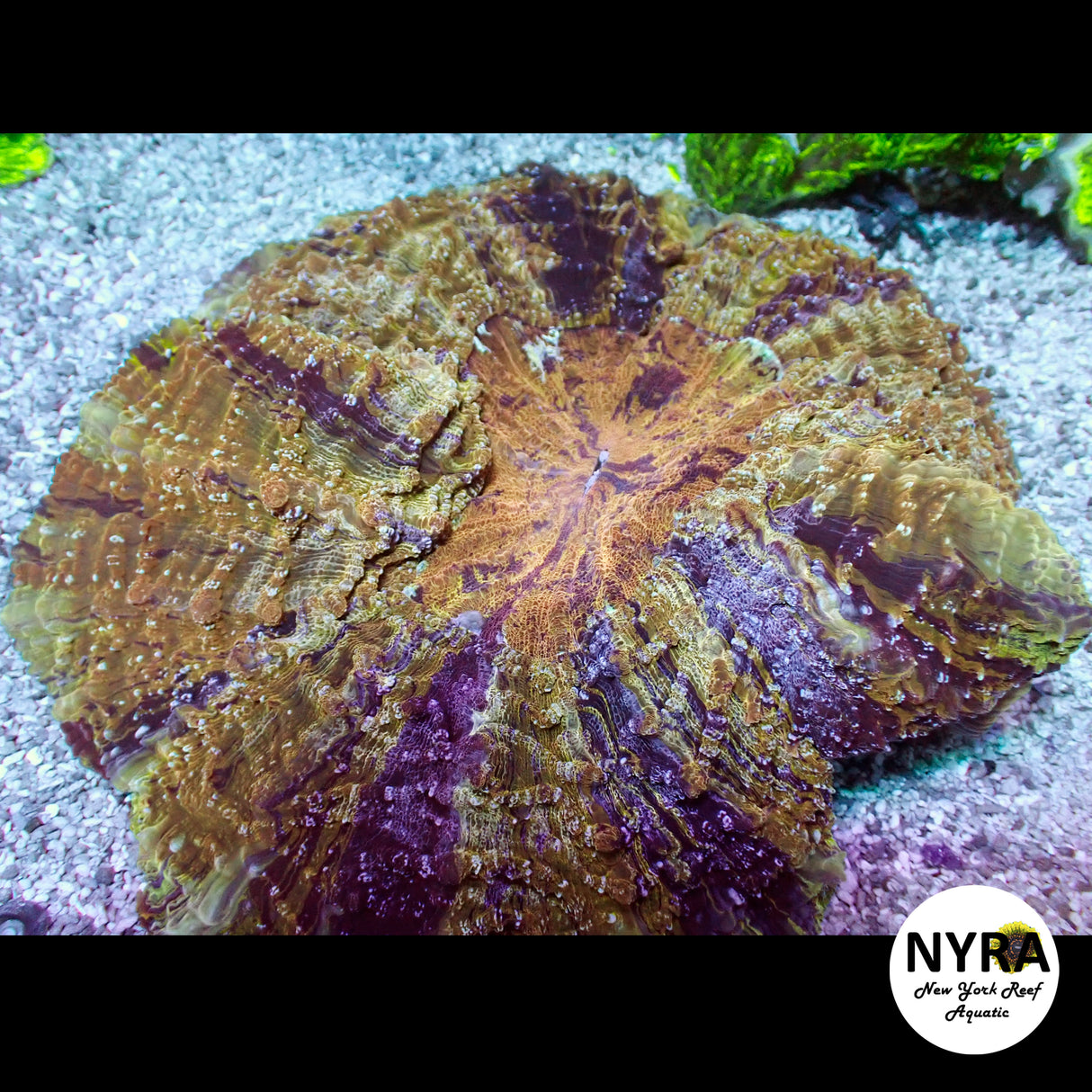 NYRA Pearlescent Acantho Meat Coral FSHBF1