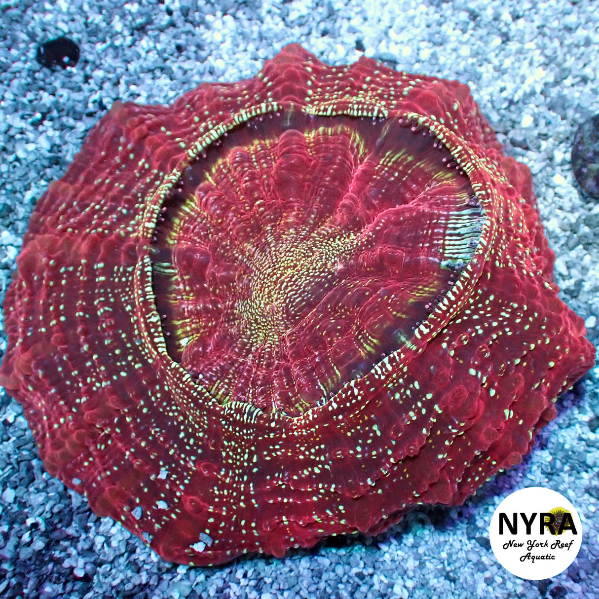 NYRA Mystic Tide Acantho Meat Coral FSHBF2