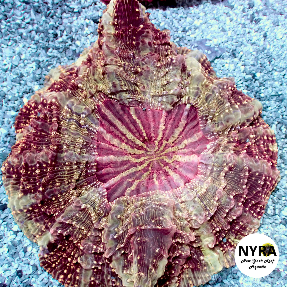 NYRA Plutonium Dream Acantho Meat Coral FSHBF3