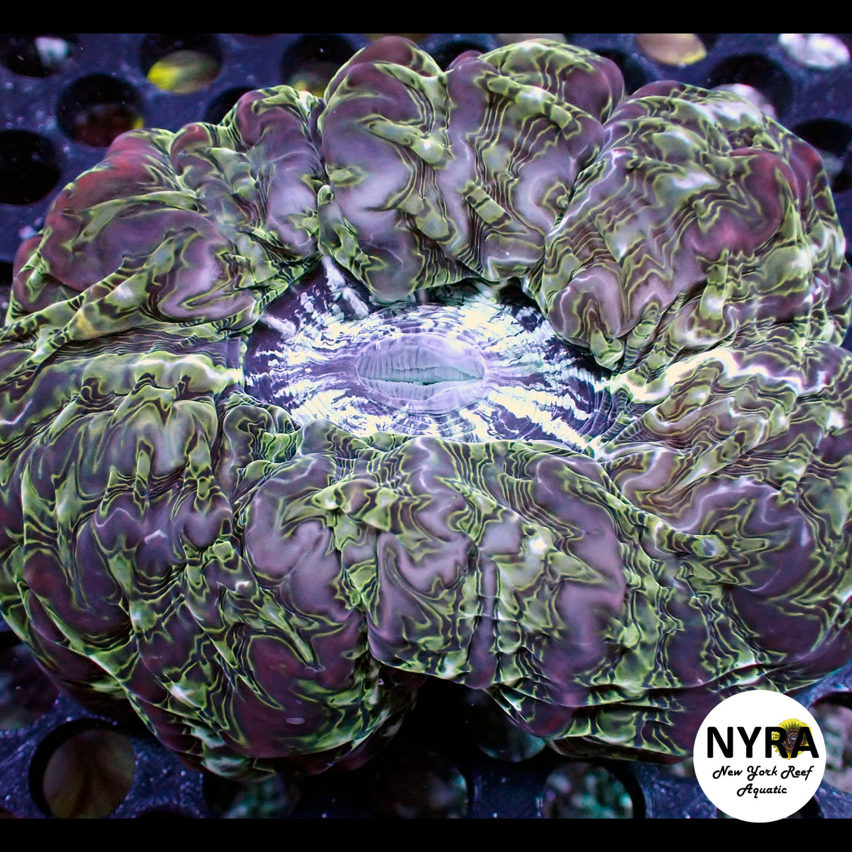 NYRA Avalanche Cynarina FSHBG2