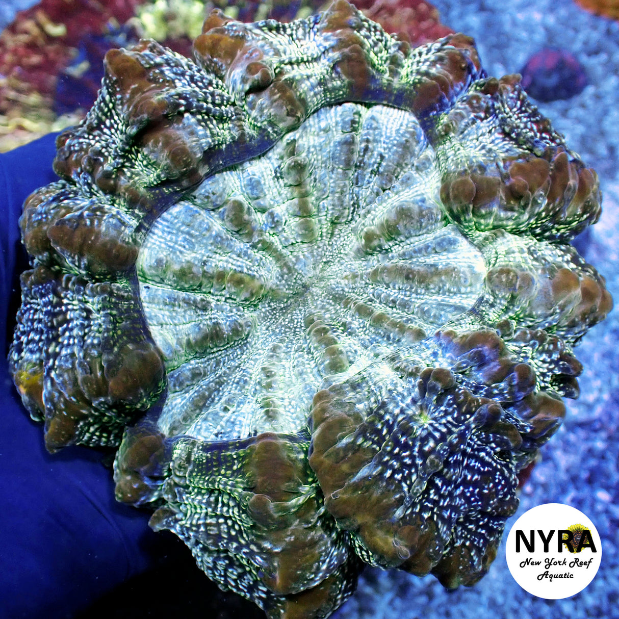 NYRA Genesis Acantho Meat Coral FSHBG4