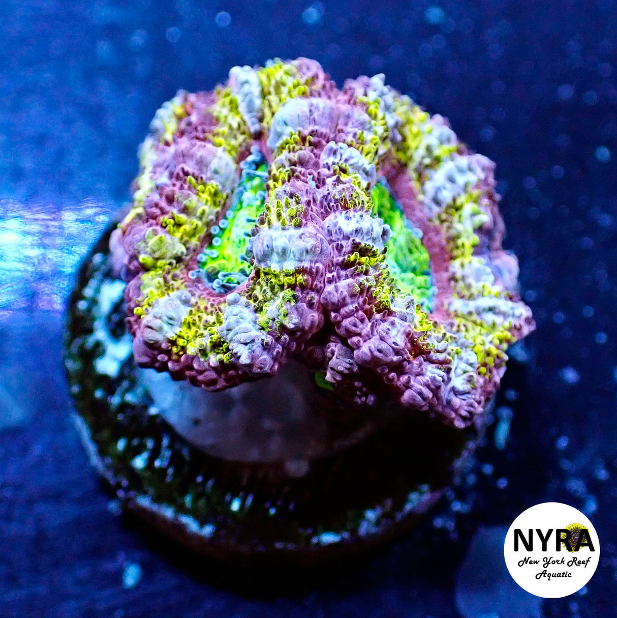 WYSIWYG NYRA Master Acan 4 Heads FT1M1