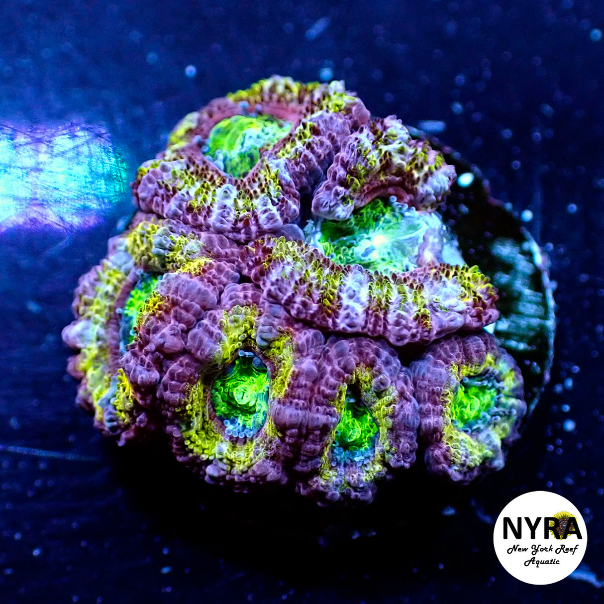 WYSIWYG NYRA Master Acan 6 Heads FT1M2