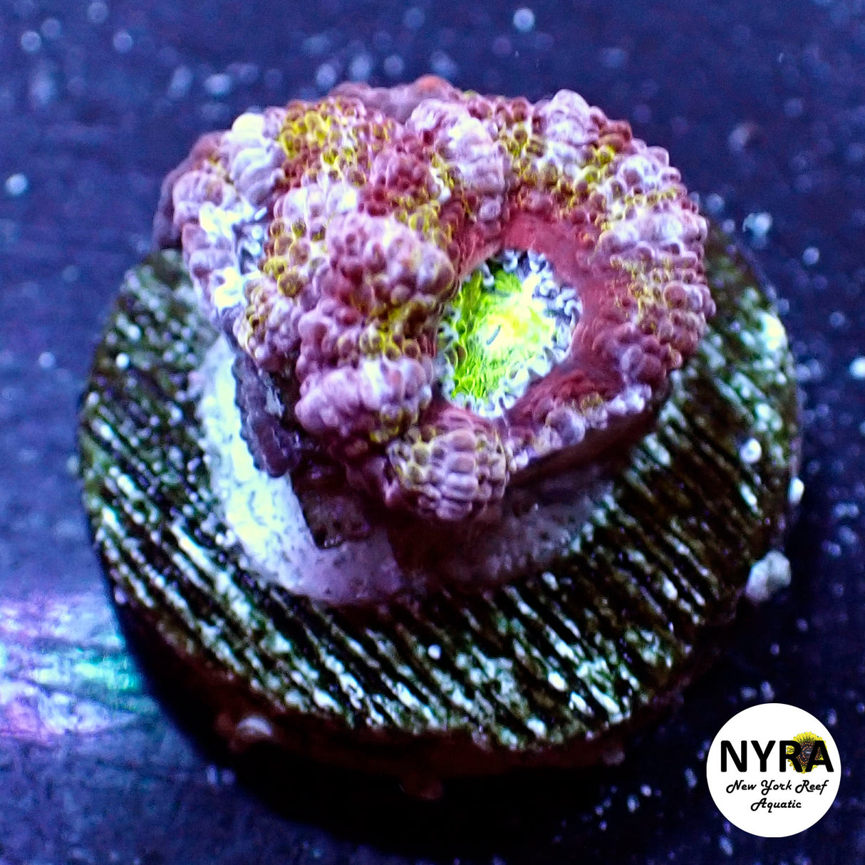 WYSIWYG NYRA Master Acan 2 Heads FT1M4