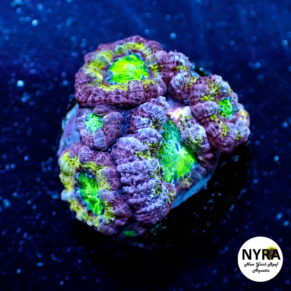 WYSIWYG NYRA Master Acan 4 Heads FT1M5