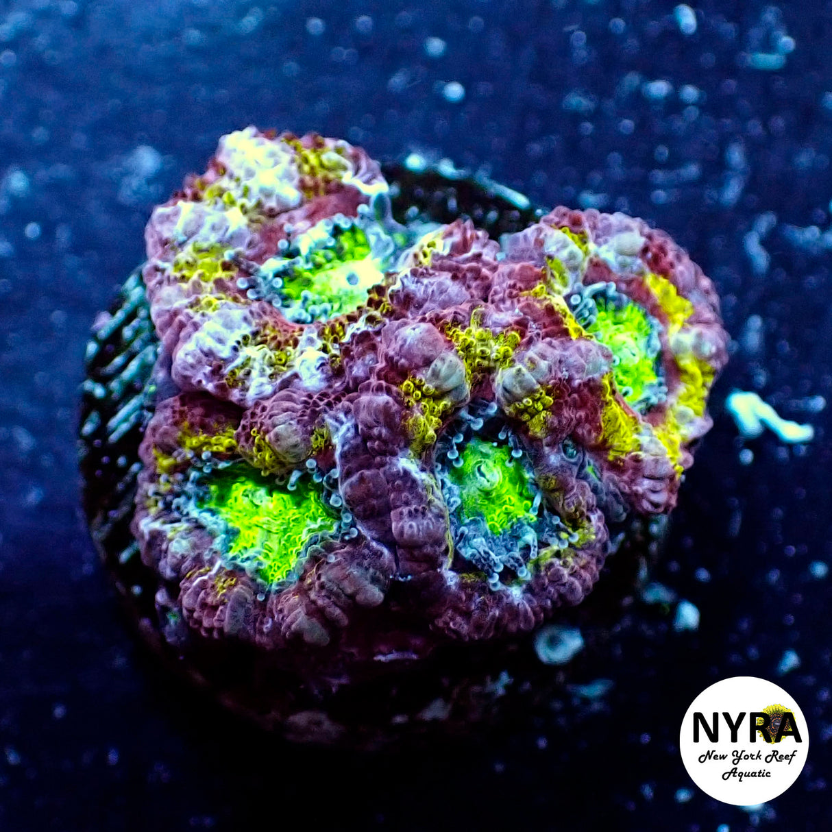 WYSIWYG NYRA Master Acan 4 Heads #2 FT1N1