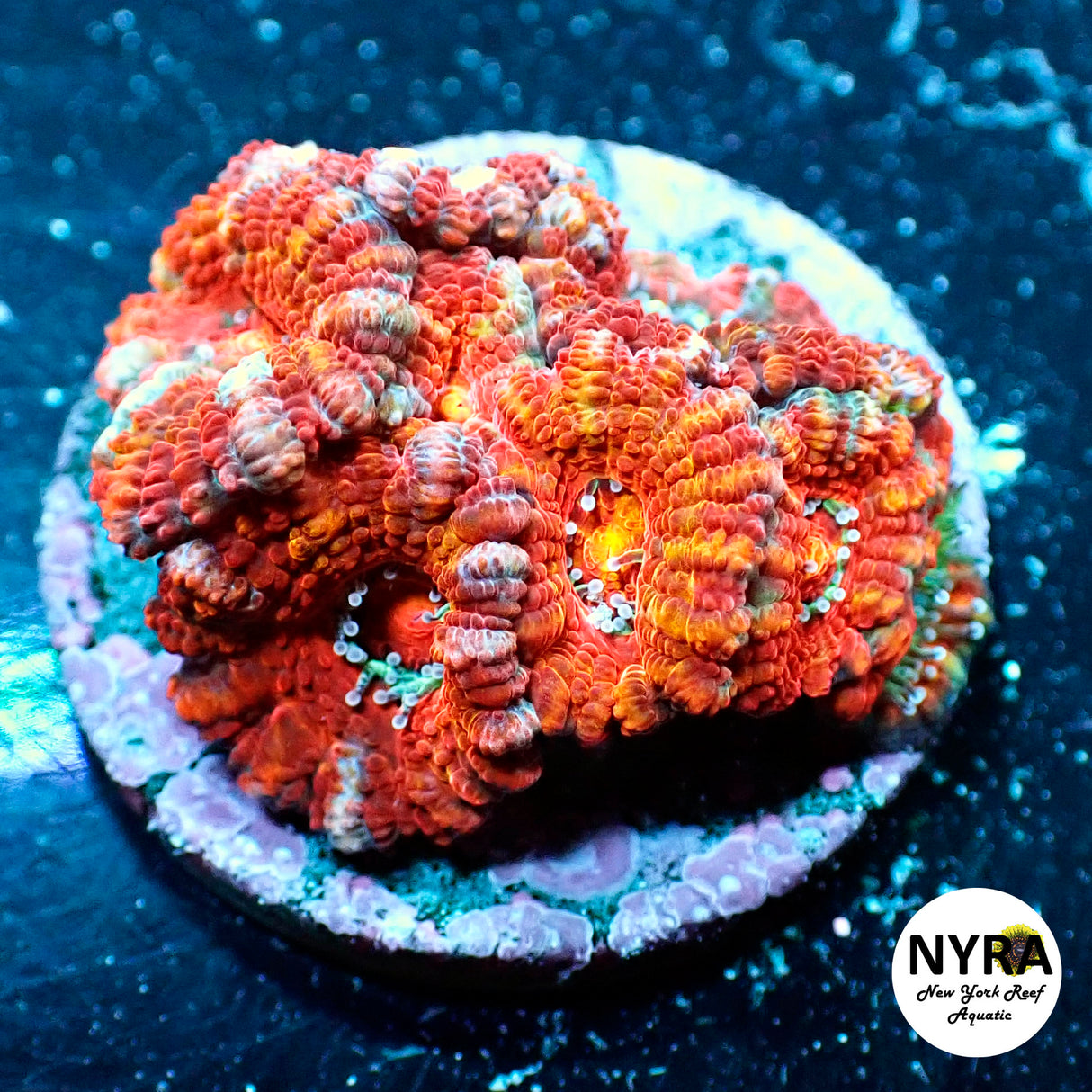 WYSIWYG Fiery Acan 4 Heads FT1N2