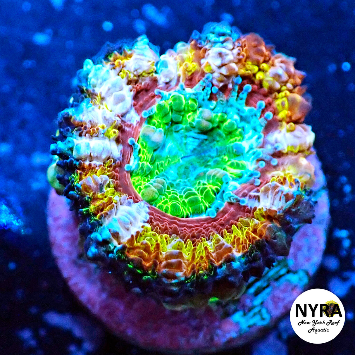 WYSIWYG NYRA Mohican Sun Acan 1 Head FT1N3
