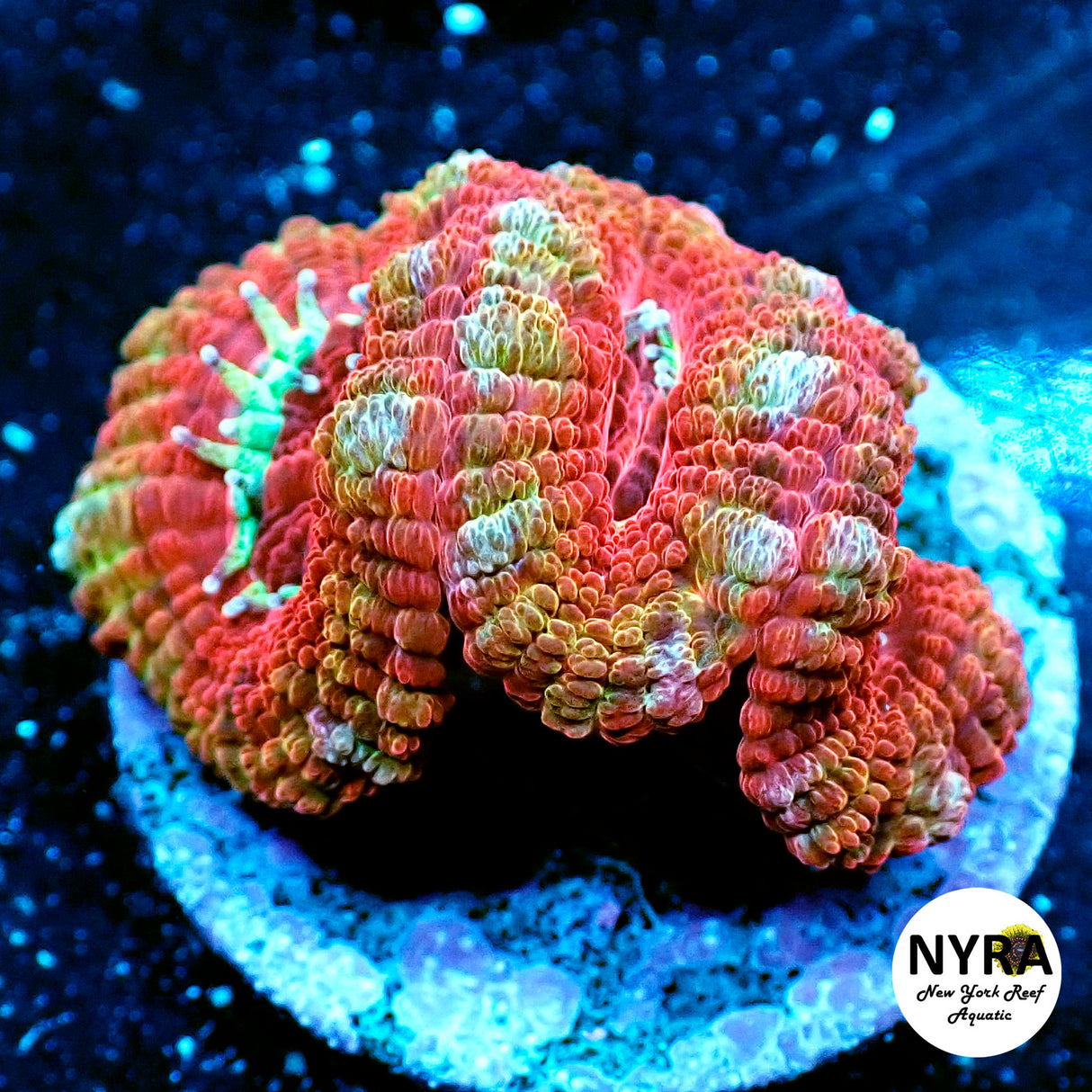 WYSIWYG NYRA Supreme Acan 3 Heads FT1N4