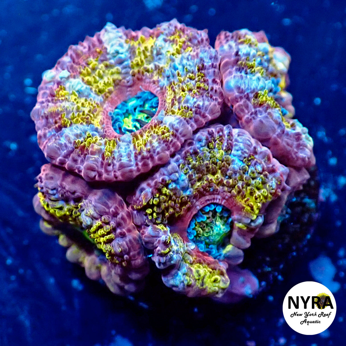 WYSIWYG NYRA Master Acan 4 Heads FT1O2