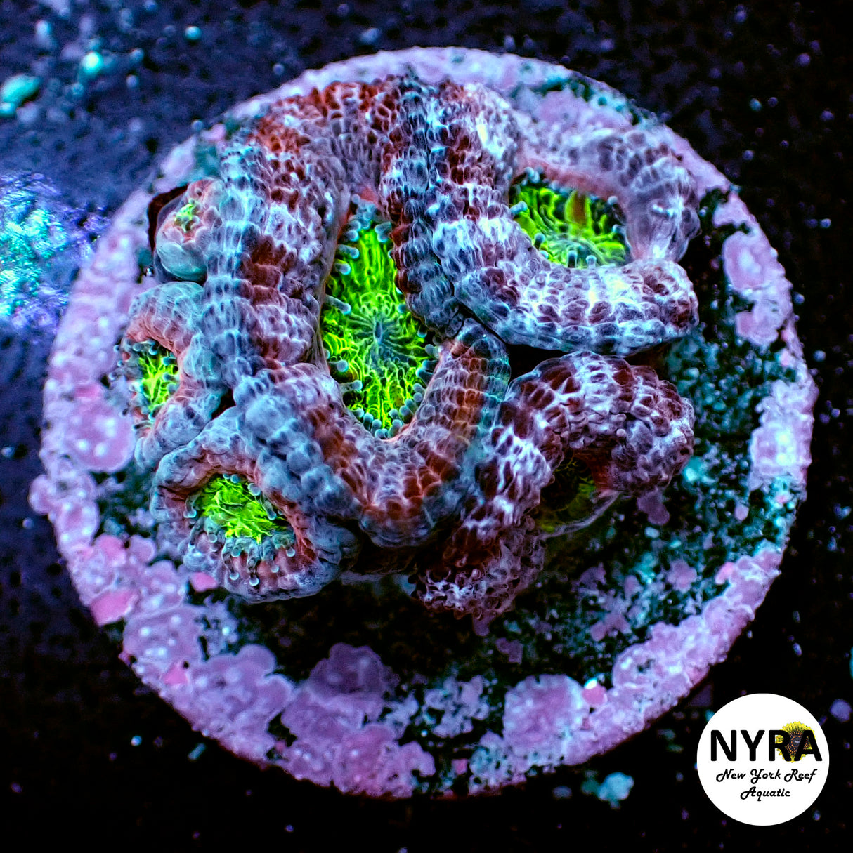 WYSIWYG NYRA Jaguar Fury Acan 3+Heads FT1O7
