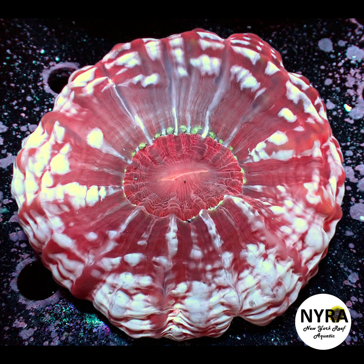 NYRA Red Blood bath Cynaria