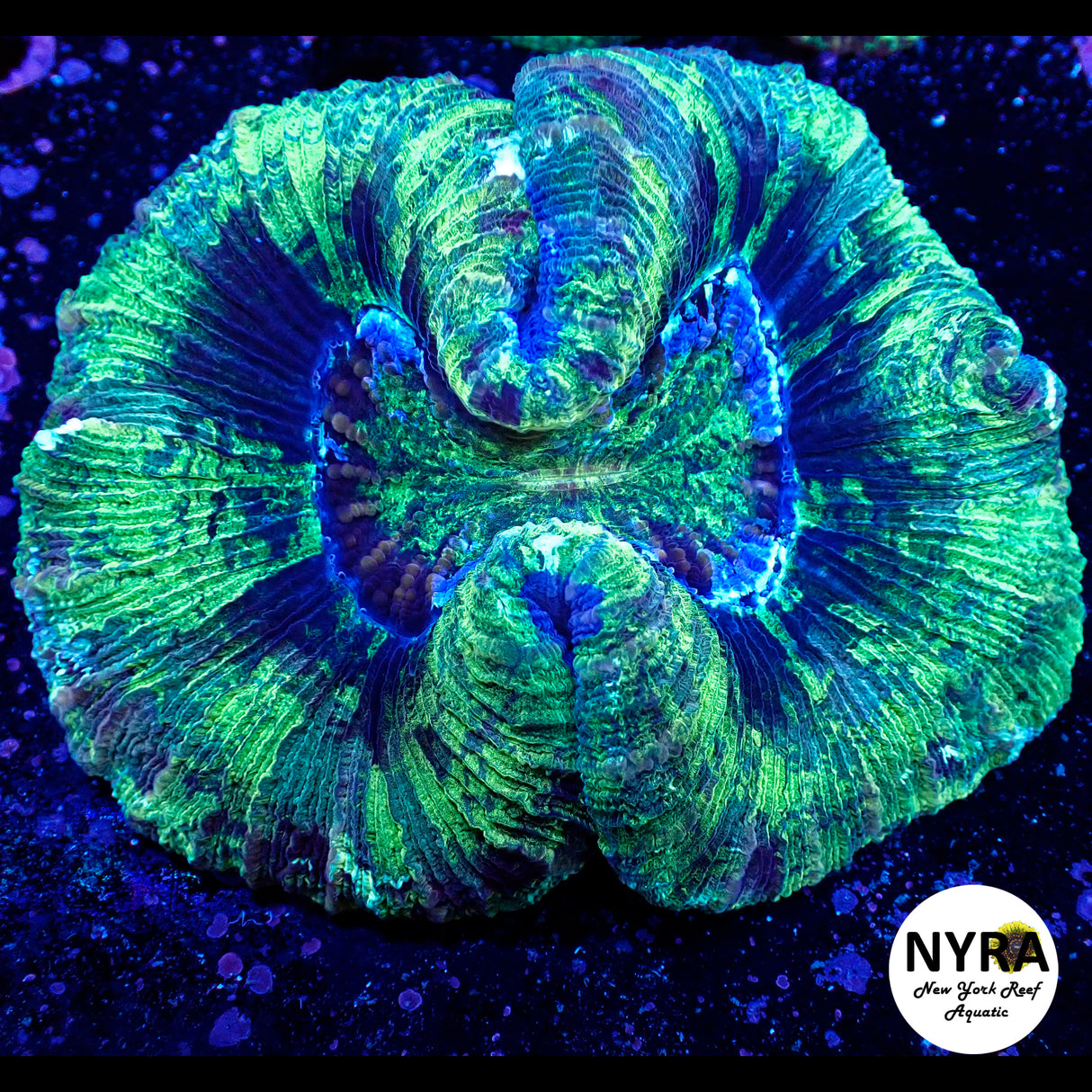 NYRA Goblin Fury Trachy