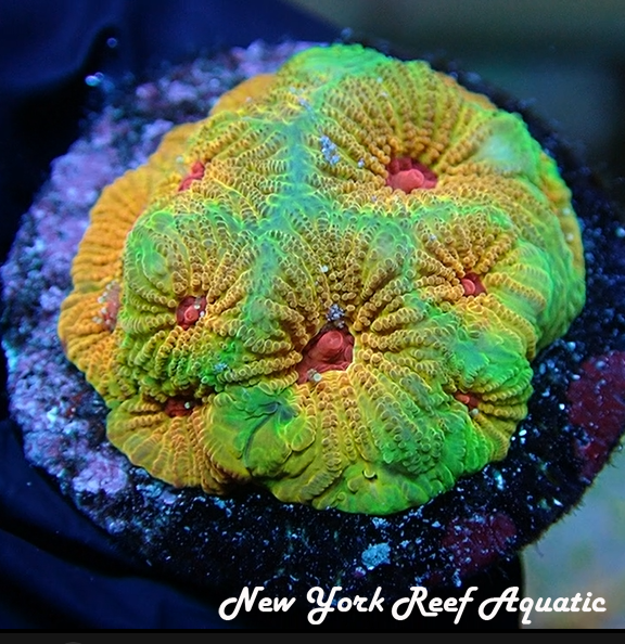 Fascination Favia LPS