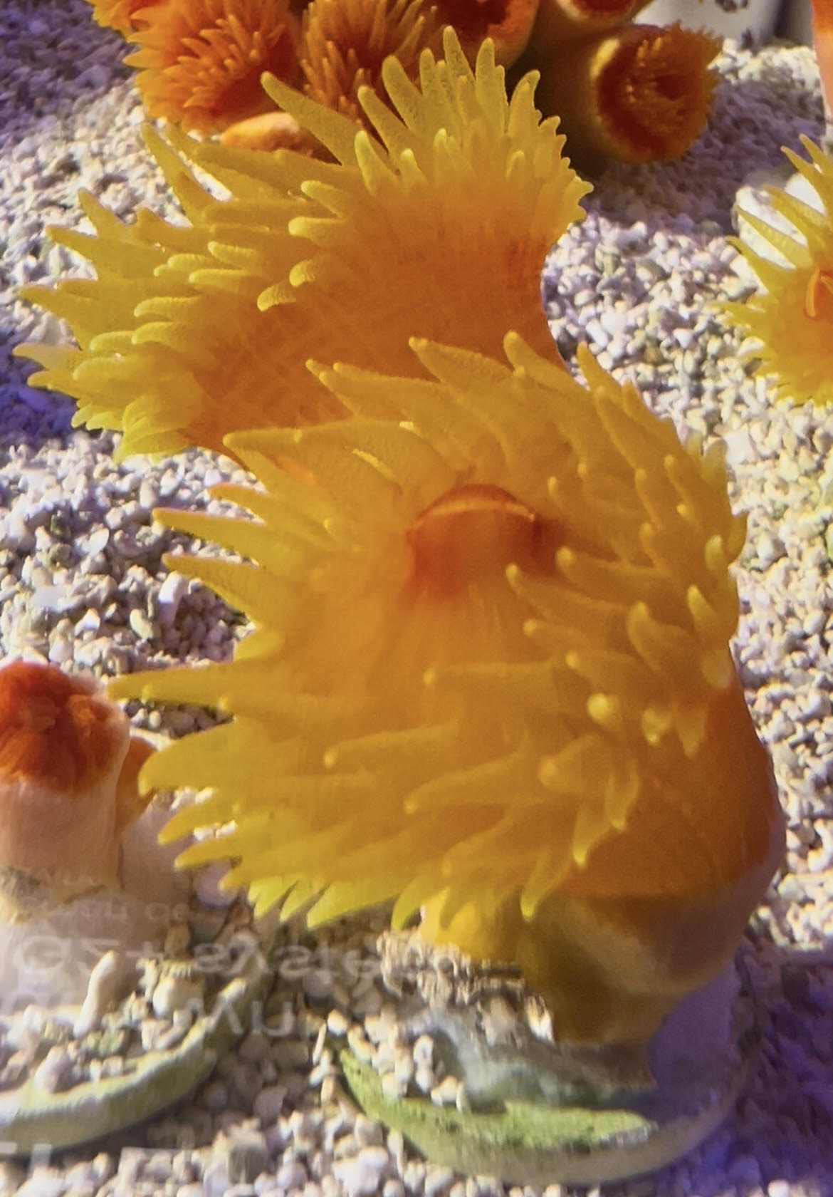 Fat Head Dendro Coral - 1 Head
