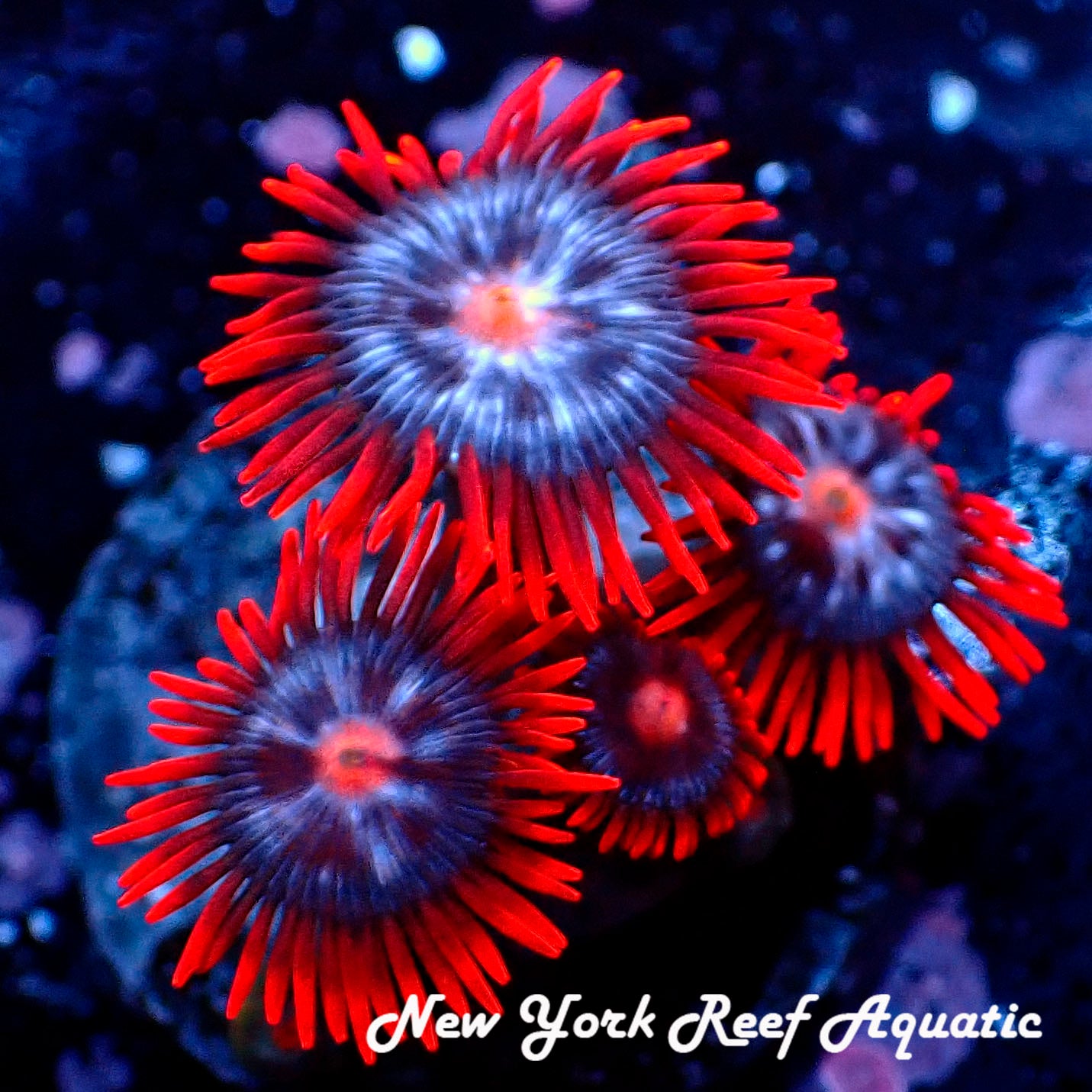 FireandIceZoanthid.jpg?crop=