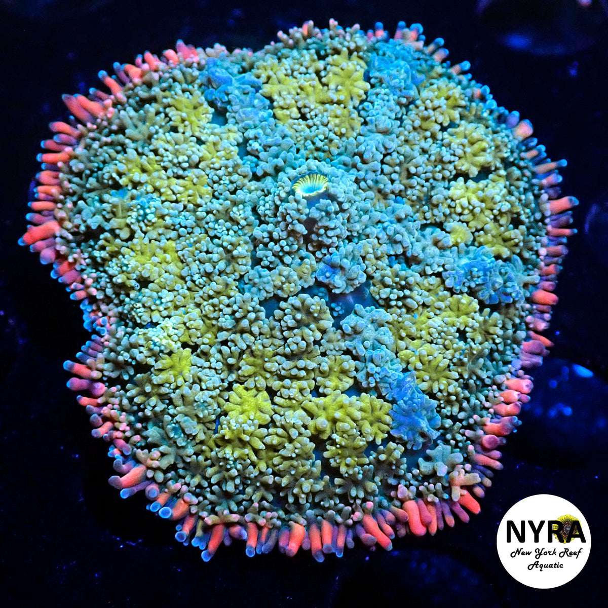 NYRA Frankenstein Gold Green Mushroom