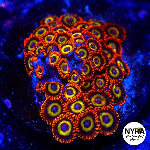 Fruit Loops Zoanthids