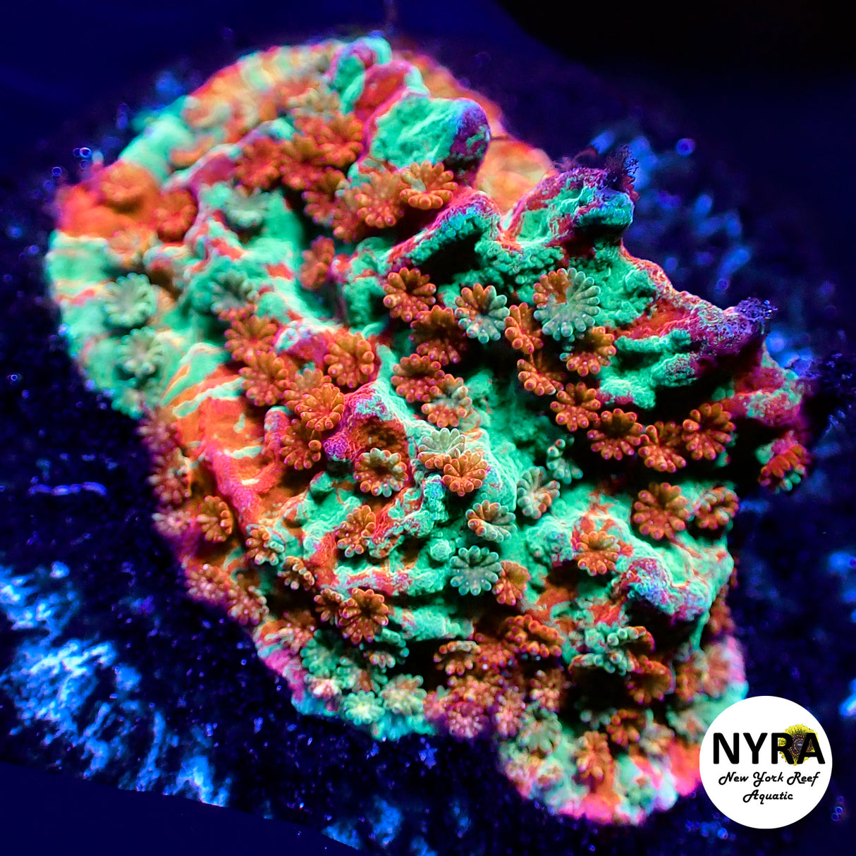 Grafted Montipora