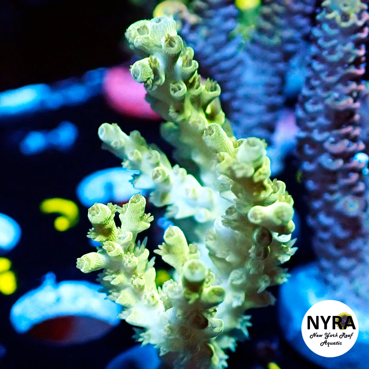 NYRA Gaslight Acropora (L5)