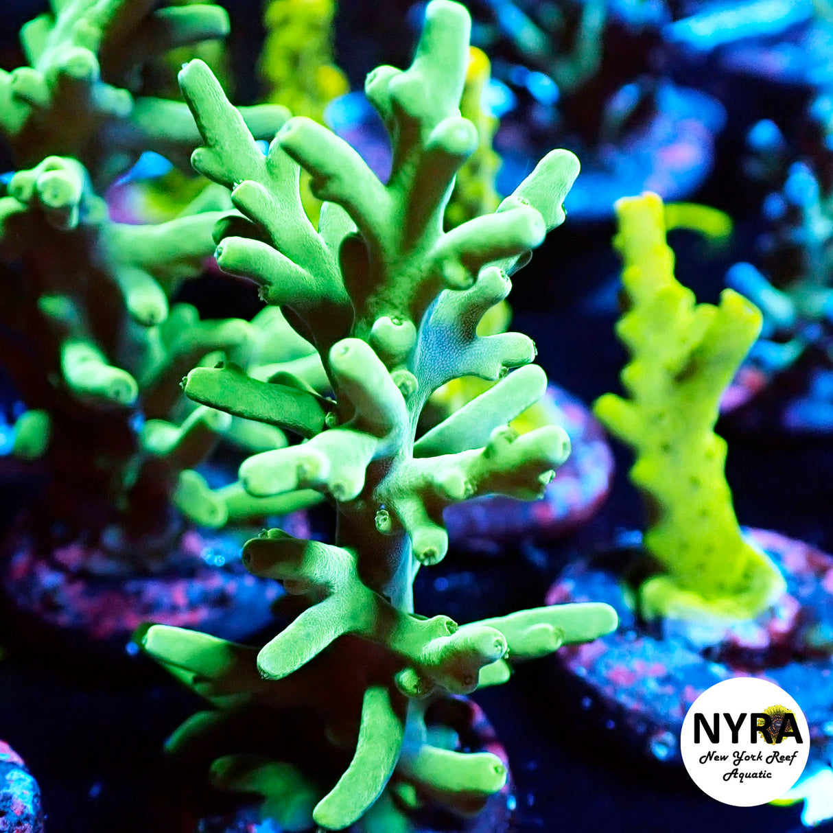NYRA Glowstick Acropora (L17)