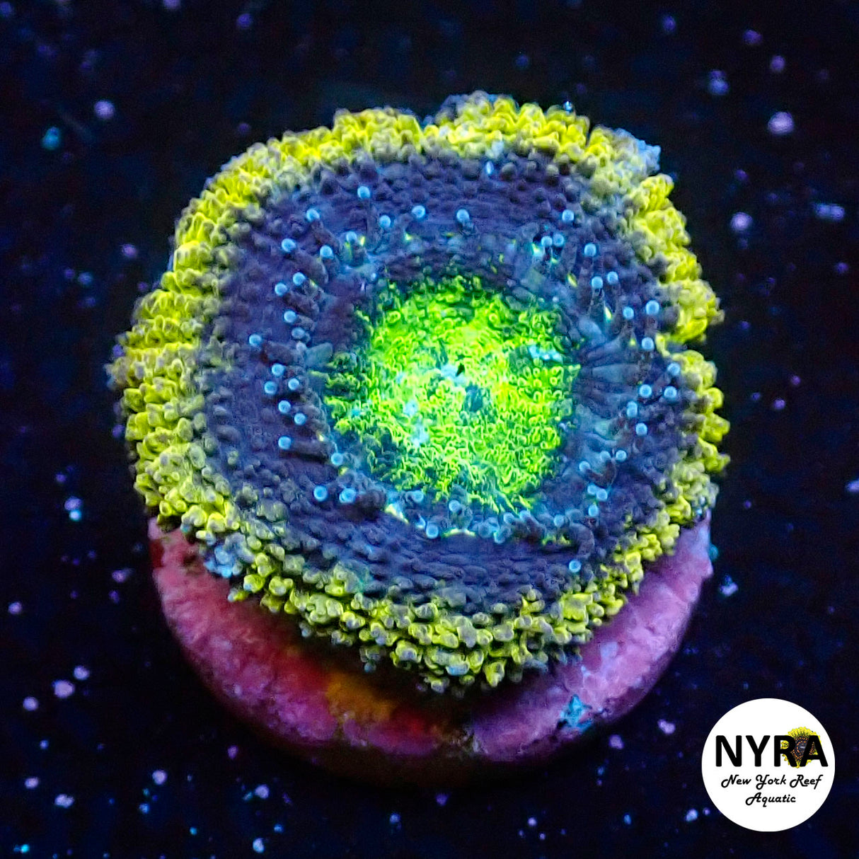 NYRA Gold Rush Acan 2 Heads