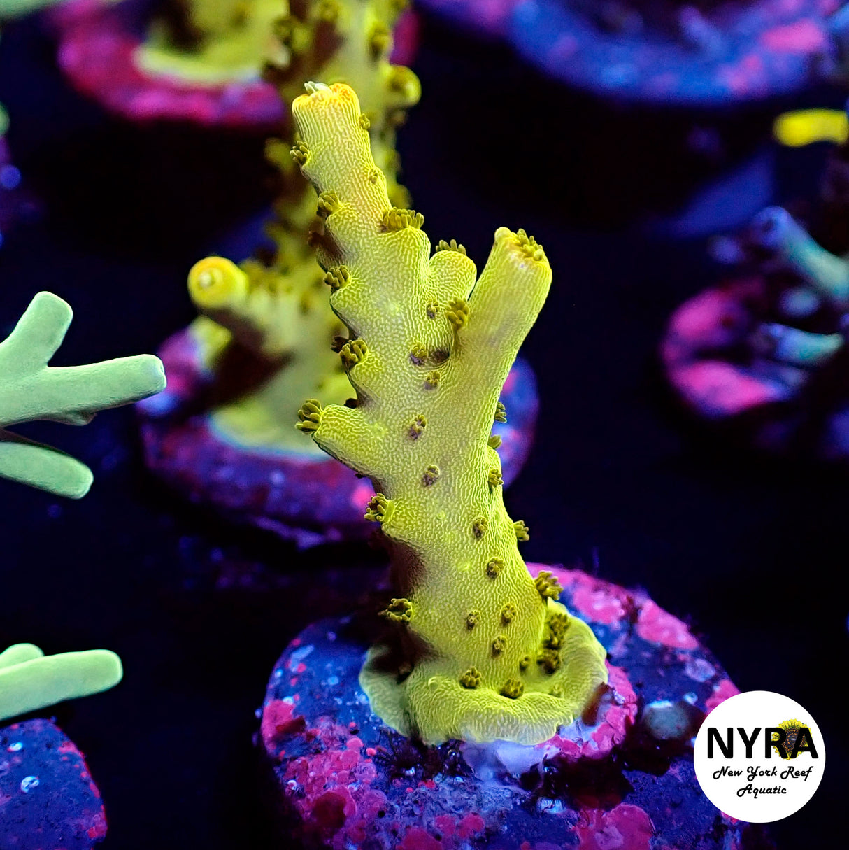 NYRA Goldenrod Acropora (L16)