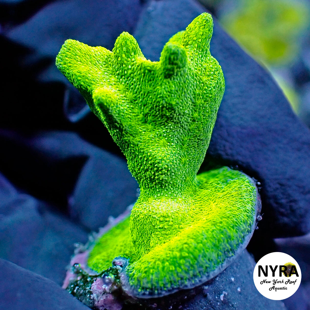 NYRA Green Branching Psammacora (L3)