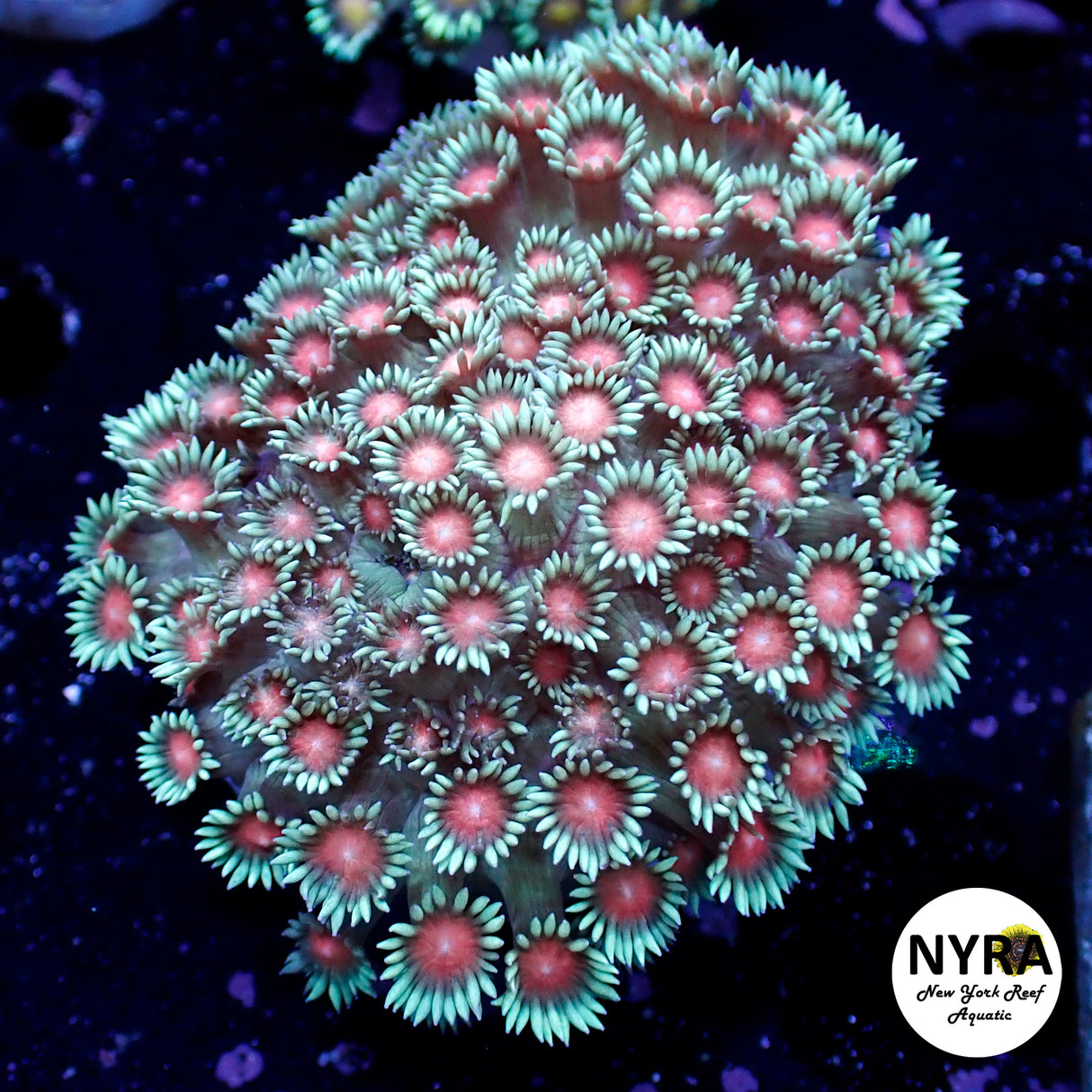 Colony Specials Goniopora WYSIWYG #4 FT2QA2