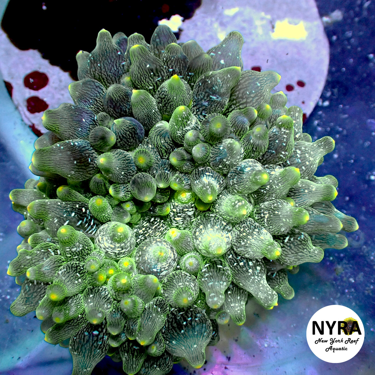 Colored Tips Green Snowflake Bubble Anemone 3.5in #1