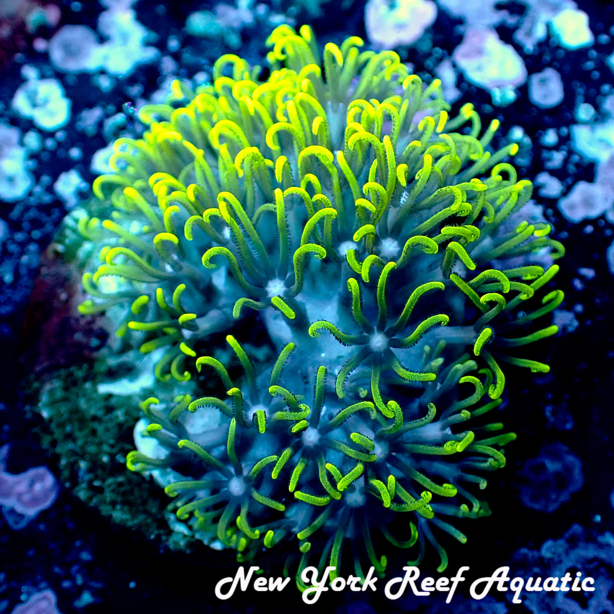 Green Star Polyp - Bright Green Version