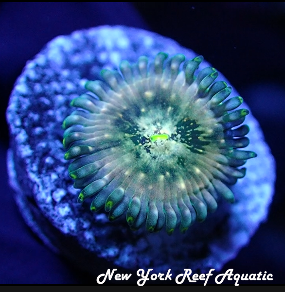 Hawaii Ding Dang Zoanthid 2 polyp frag